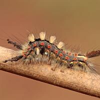 Vapourer Moth Caterpillar 2 
